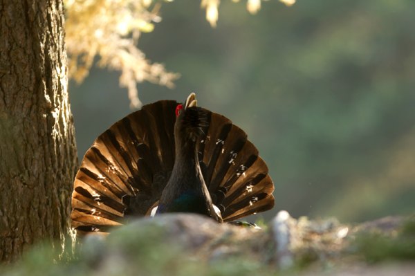 Gallo cedrone © foto di Graziano March