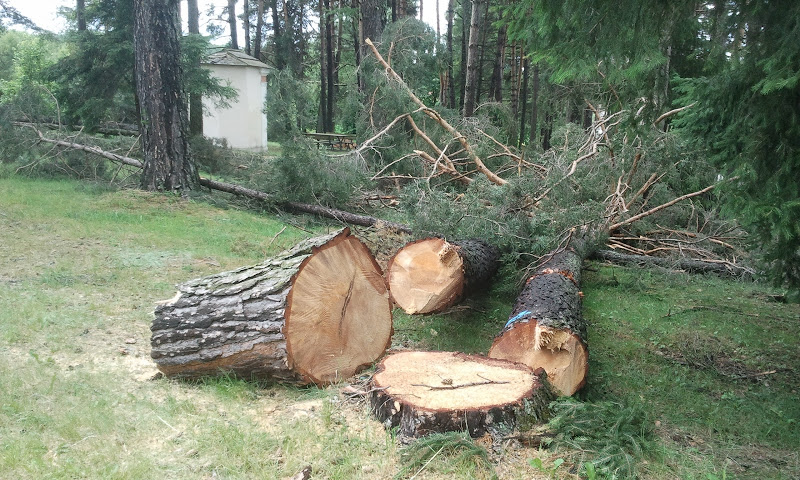 Taglio dei grossi pini nel piccolo parco dello Chalet dela Mot