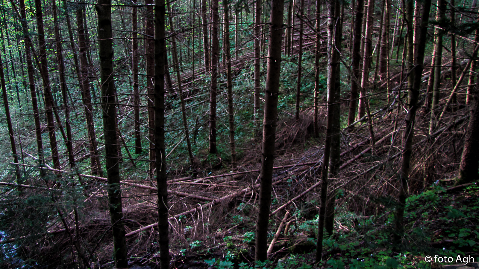 Tipico bosco del pinetano. Gli schianti sono migliaia e nessuno li rimuove da anni